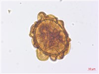 山東腫足蕨藏品圖，第2張