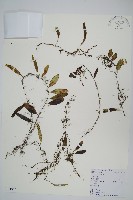 抱石蓮藏品圖，第1張