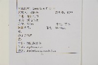 生芽鐵角蕨藏品圖，第2張