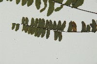 生芽鐵角蕨藏品圖，第5張