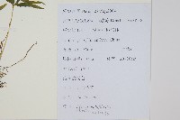 鳳尾蕨藏品圖，第2張