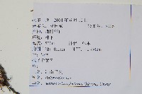 大星蕨藏品圖，第2張