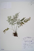 威氏鐵角蕨藏品圖，第1張