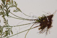 威氏鐵角蕨藏品圖，第3張