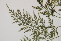 威氏鐵角蕨藏品圖，第4張