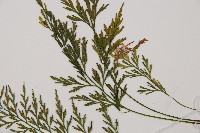 威氏鐵角蕨藏品圖，第5張