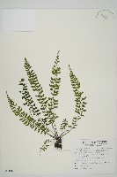 鱗柄鐵角蕨藏品圖，第1張