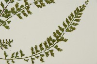 鱗柄鐵角蕨藏品圖，第3張