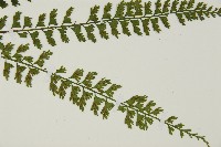 鱗柄鐵角蕨藏品圖，第4張