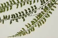 鱗柄鐵角蕨藏品圖，第5張