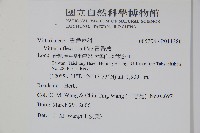 書帶蕨藏品圖，第2張