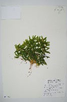 長柄千層塔藏品圖，第1張