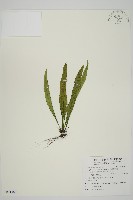 劍葉鐵角蕨、箭葉鐵角蕨藏品圖，第1張