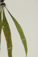 劍葉鐵角蕨、箭葉鐵角蕨藏品圖，第4張