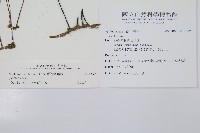 單邊鐵角蕨藏品圖，第2張