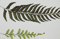 單邊鐵角蕨藏品圖，第3張