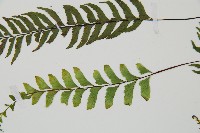單邊鐵角蕨藏品圖，第4張