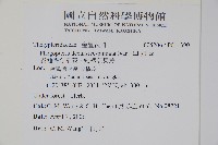 翅軸假金星蕨、短柄卵果蕨藏品圖，第2張