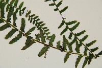 岩穴蕨藏品圖，第3張