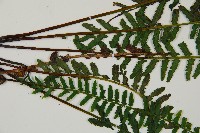 岩穴蕨藏品圖，第4張