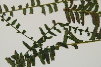 岩穴蕨藏品圖，第5張