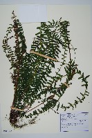 岩穴蕨藏品圖，第1張