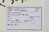 岩穴蕨藏品圖，第2張