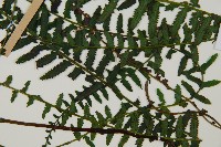 岩穴蕨藏品圖，第3張