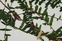 岩穴蕨藏品圖，第4張