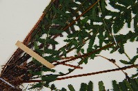 岩穴蕨藏品圖，第5張