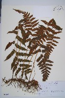 登錄號:P011393藏品圖，第1張