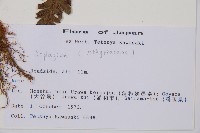 登錄號:P011393藏品圖，第2張