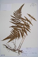 登錄號:P011394藏品圖，第1張