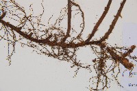 登錄號:P011394藏品圖，第3張