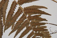 登錄號:P011394藏品圖，第4張