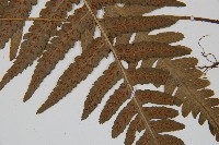 登錄號:P011394藏品圖，第5張