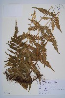 登錄號:P011395藏品圖，第1張