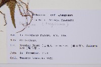 登錄號:P011395藏品圖，第2張