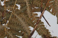 登錄號:P011395藏品圖，第3張