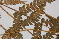 登錄號:P011395藏品圖，第4張