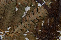 登錄號:P011395藏品圖，第5張