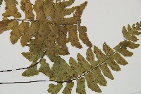 小鐵角蕨藏品圖，第3張