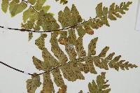 小鐵角蕨藏品圖，第4張