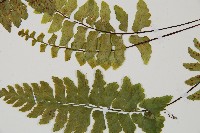 小鐵角蕨藏品圖，第5張