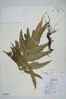 大線蕨藏品圖，第1張