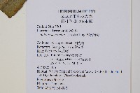 尾葉實蕨藏品圖，第2張