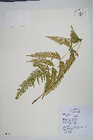 天草鳳尾蕨藏品圖，第1張