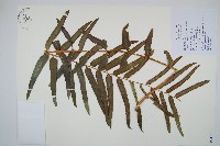 長葉腎蕨藏品圖，第1張