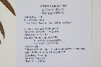 長葉腎蕨藏品圖，第2張