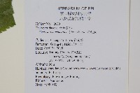 大葉毛蕨藏品圖，第2張